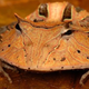 Illustration for article titled Scientists Discover a New emPac-Man/em Frog